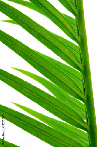 gros plan sur palme verte de sagoutier  fond blanc