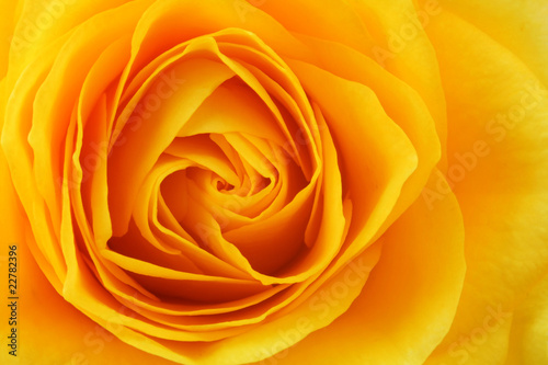 Yellow rose background