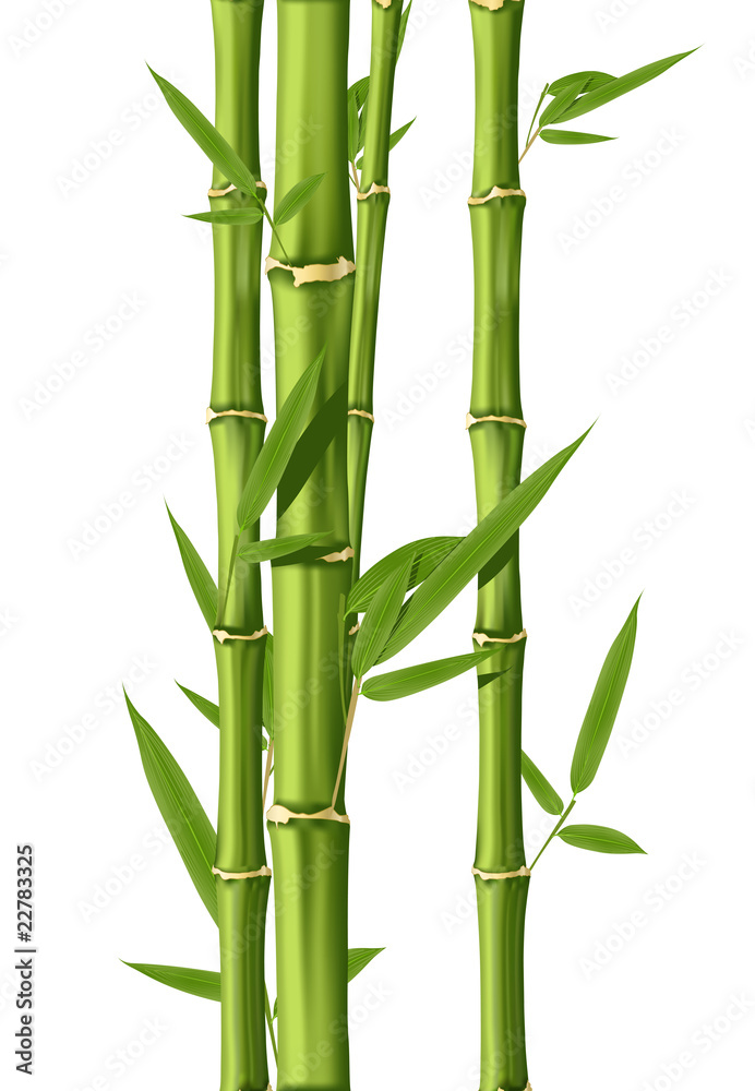 Naklejka premium Green Bamboo stems isolated on the white background