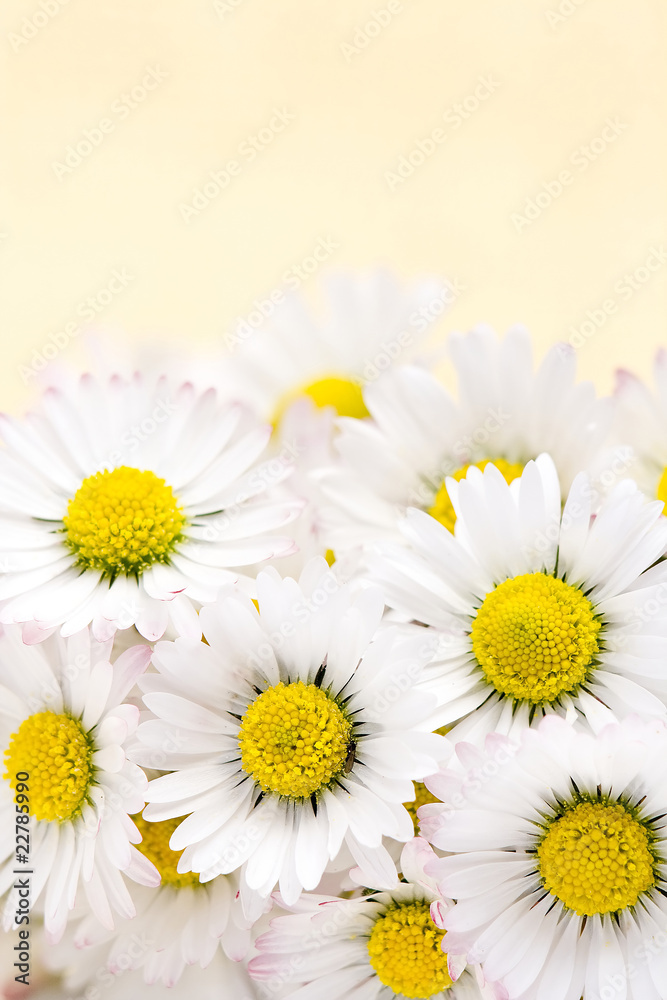 Fototapeta premium background of blooming daisies