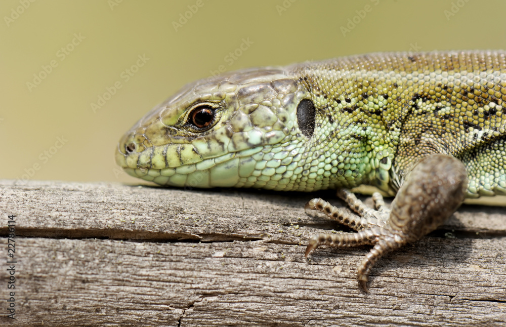 Naklejka premium Lizard