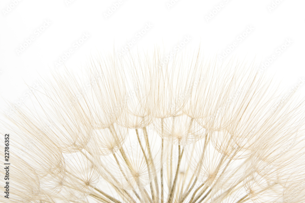 Obraz premium Dandelion close up