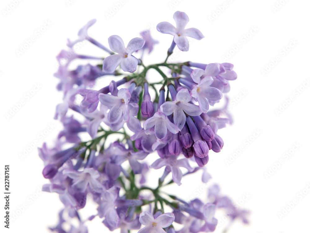Obraz premium purple lilac isolated on white background