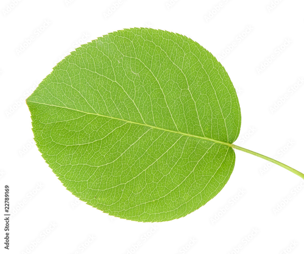 Apple leaf Apple leaf
