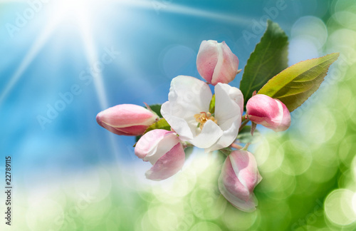 Spring flower background