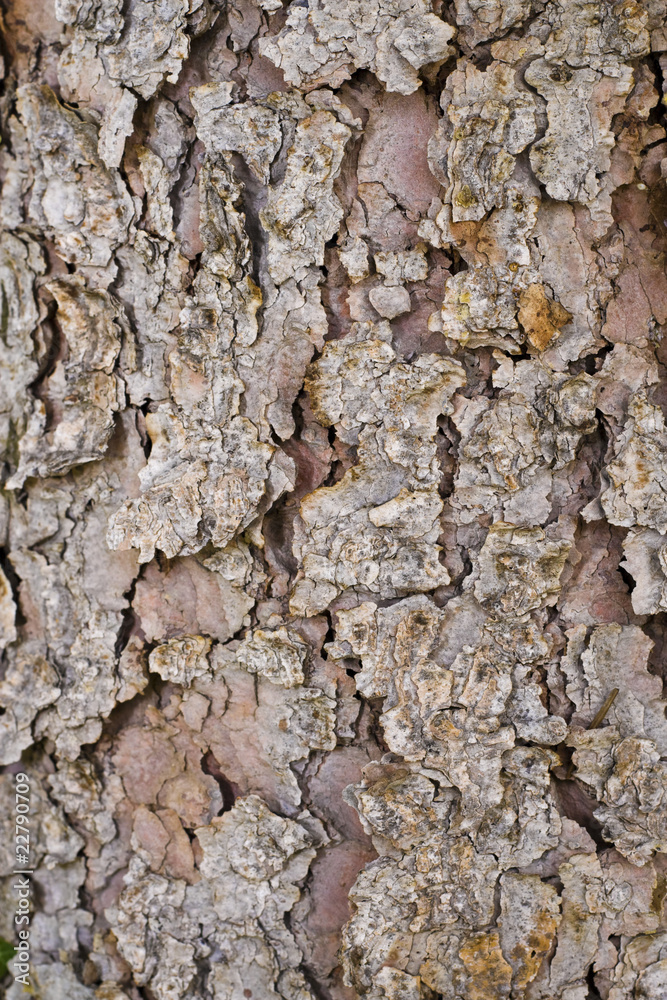 Pine tree bark and nothing else.