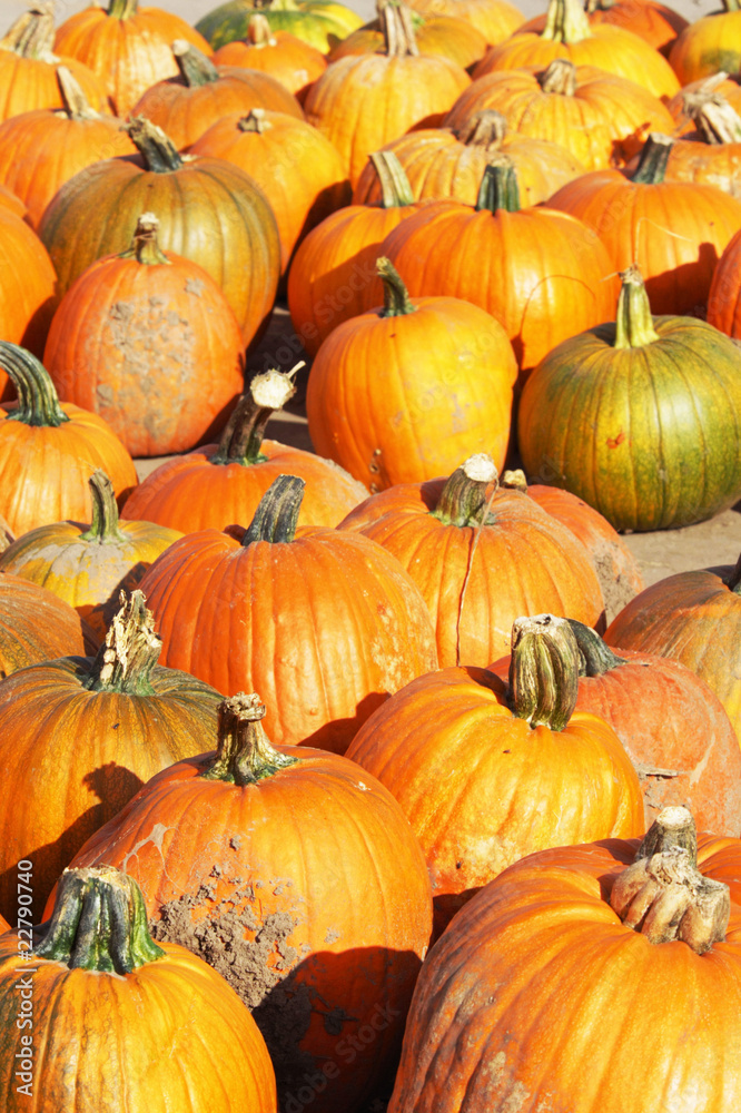 Pile of Pumpkins Pile of Pumpkins