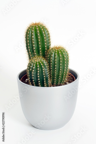 Kaktus im Blumentopf