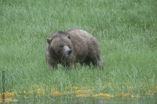 Grizzly Bear - British Columbia
