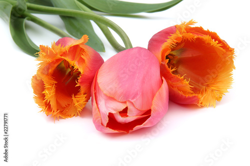 Fototapeta Naklejka Na Ścianę i Meble -  Tulipes