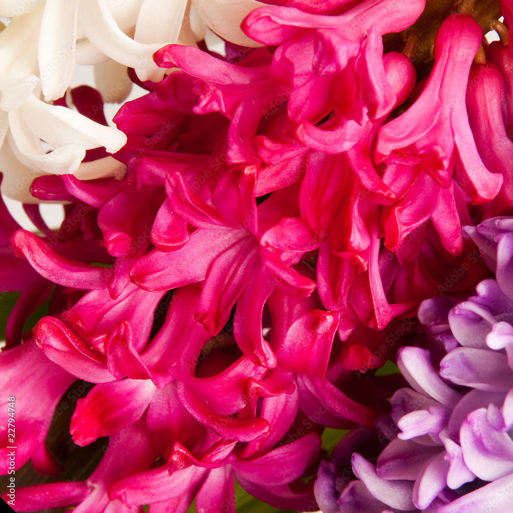 hyacinth hyacinth