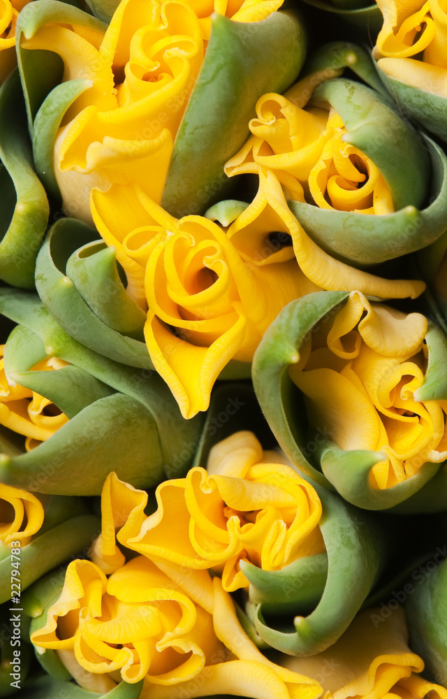 tulips tulips