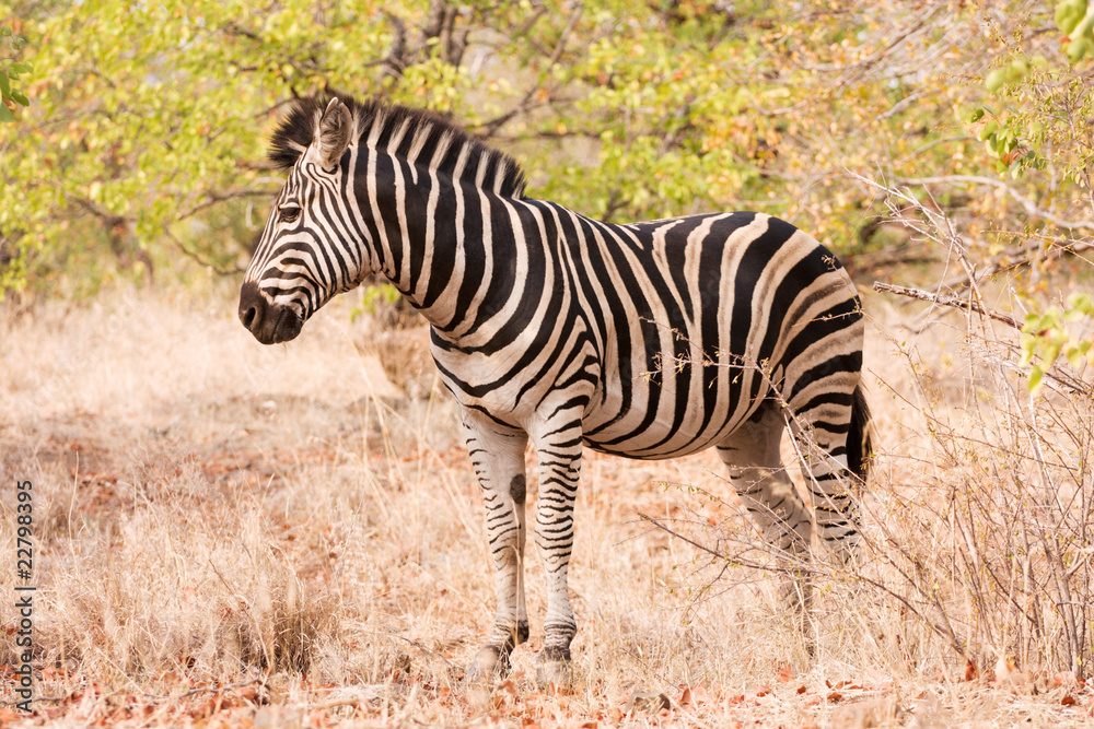 Obraz premium Single zebra standing in the bush