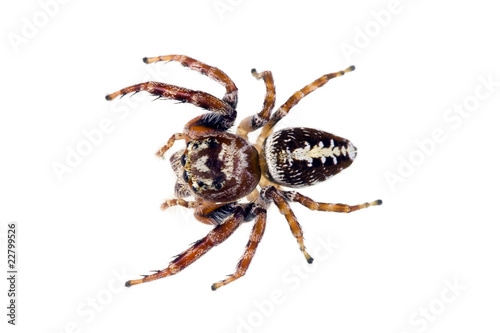 Jumping Spider, family Salticidae