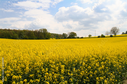 yellow field