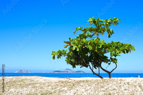 one tree on a beach