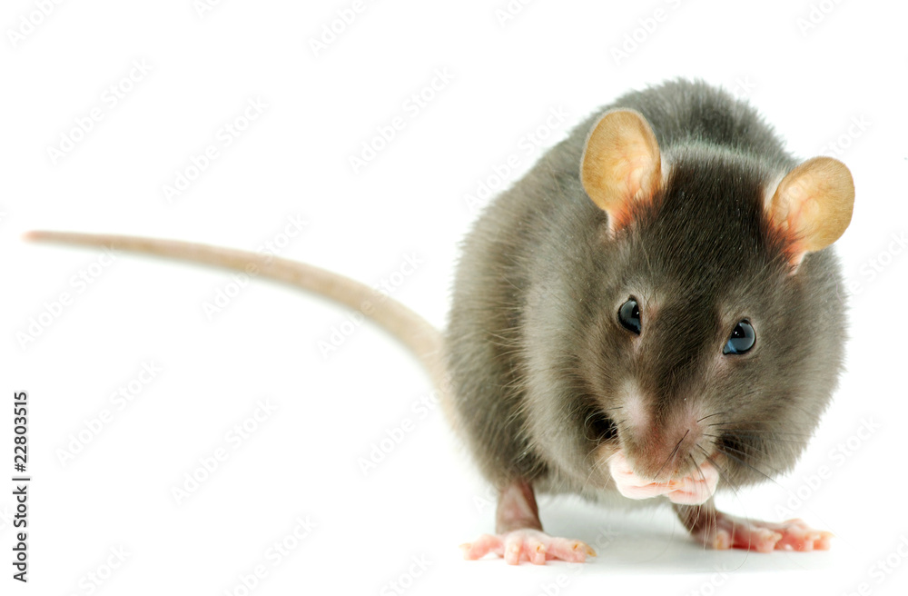 rat rat