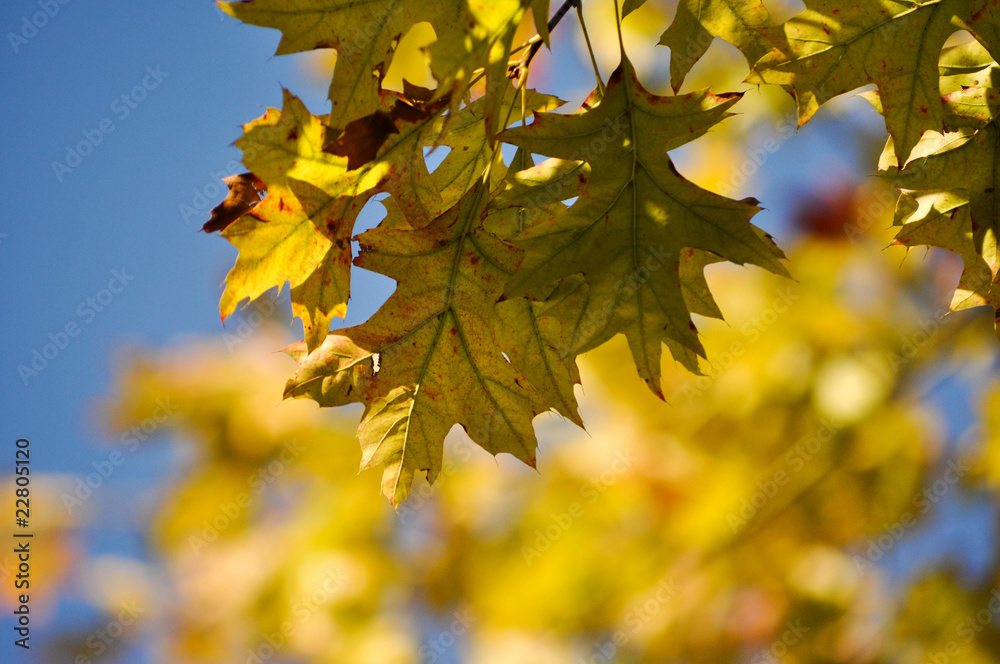 Fototapeta premium Ahorn Blätter