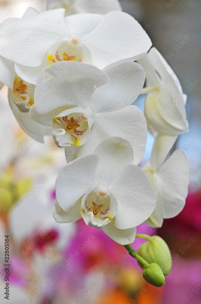 phalaenopsis phalaenopsis