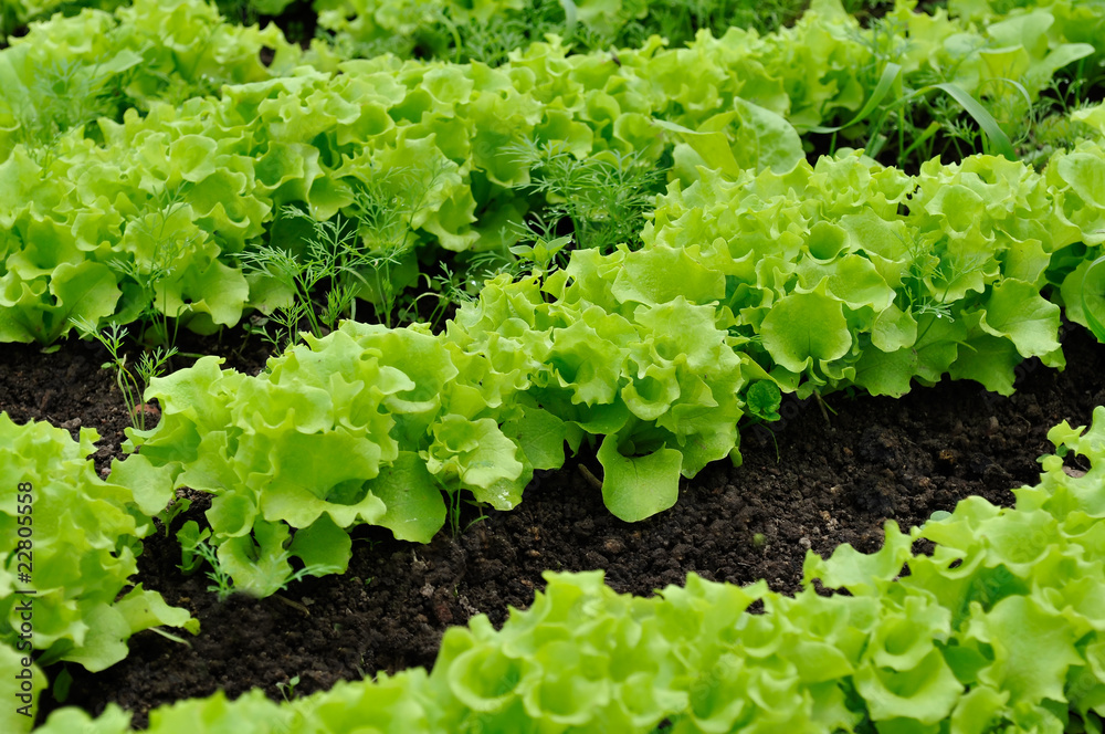 Lettuce Bed