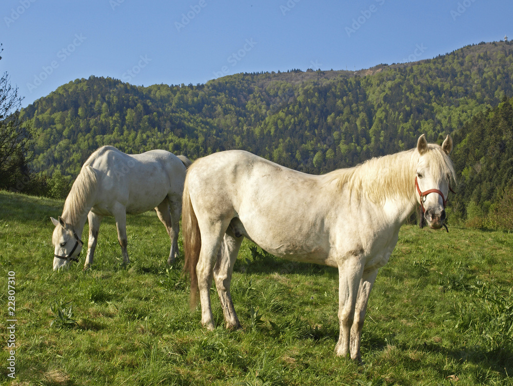 Fototapeta premium CHEVAUX BLANCS