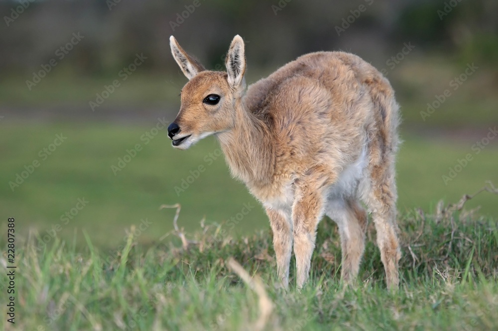 Fototapeta premium Mountain Reedbuck Antelope