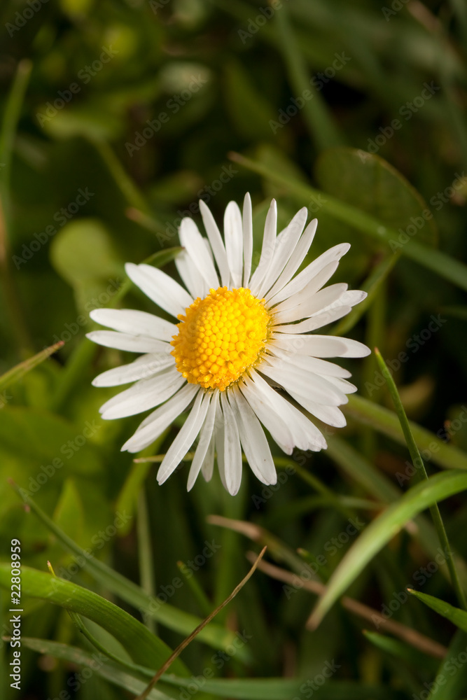 Fototapeta premium Field flowers