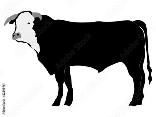 silhouette of bull