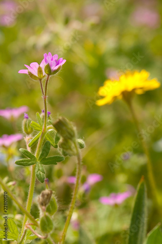 Field flowers