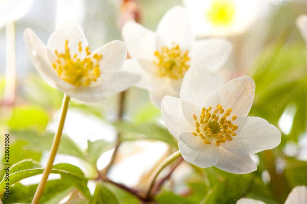 White anemone White anemone