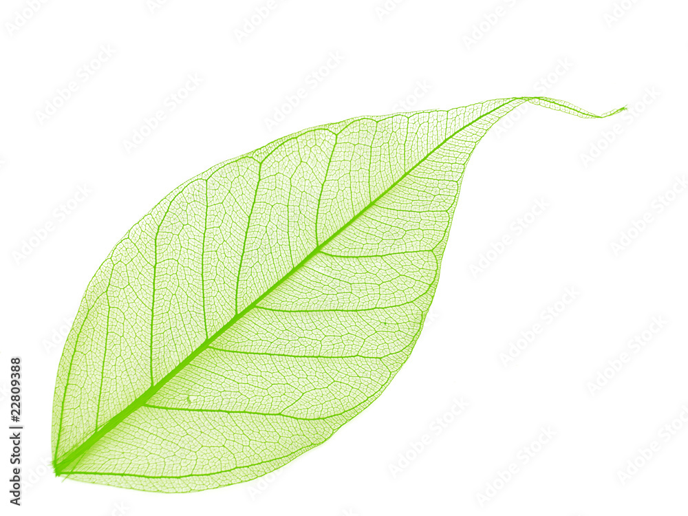 Obraz premium decorative skeleton leaf