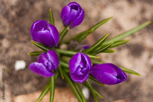 Violet crocus