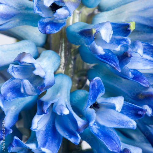 hyacinth © Maxim Loskutnikov