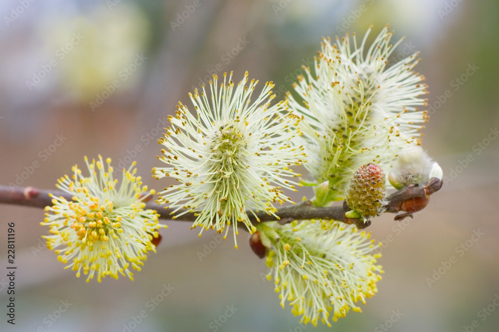 Branch of a willow against the brown background Branch of a willow against the brown background