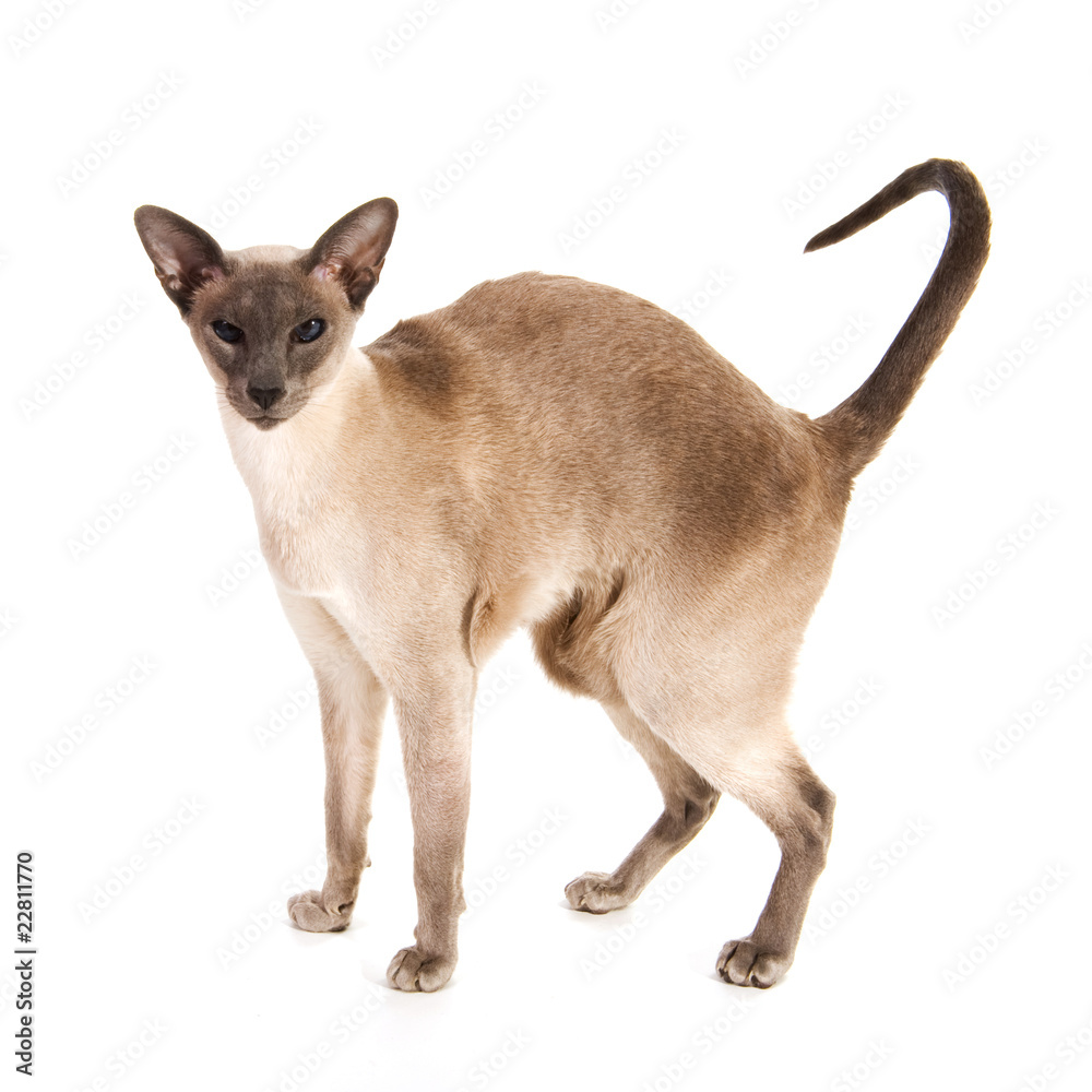 Blue point Siamese Blue point Siamese