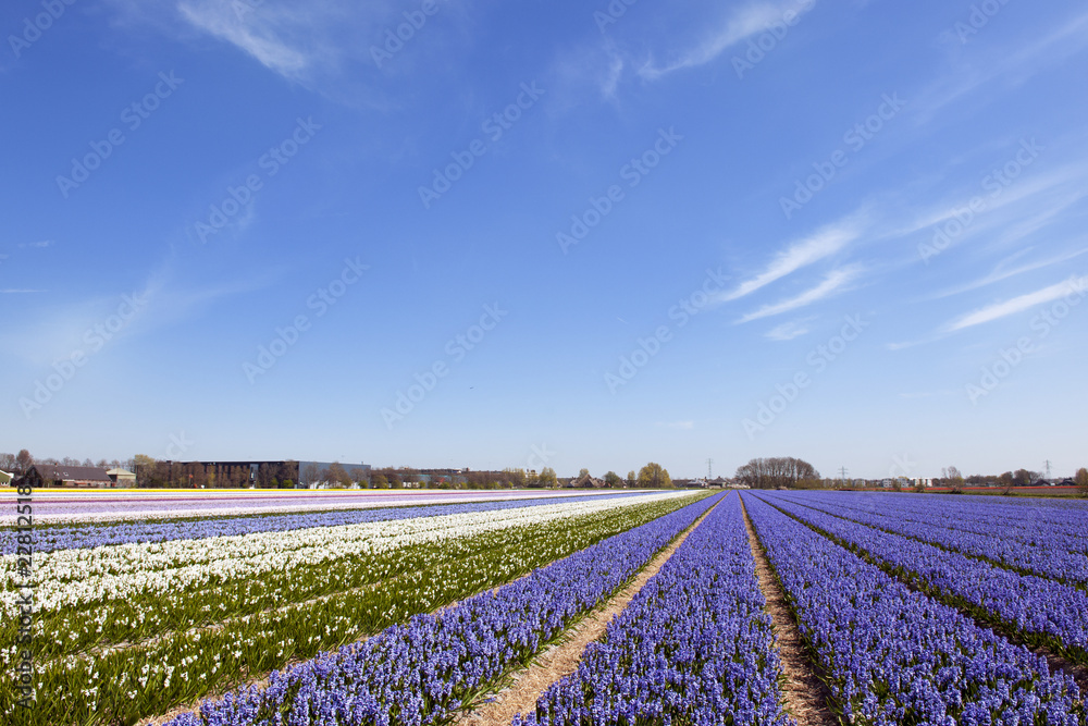 Dutch landscape with Hyacinth flowers