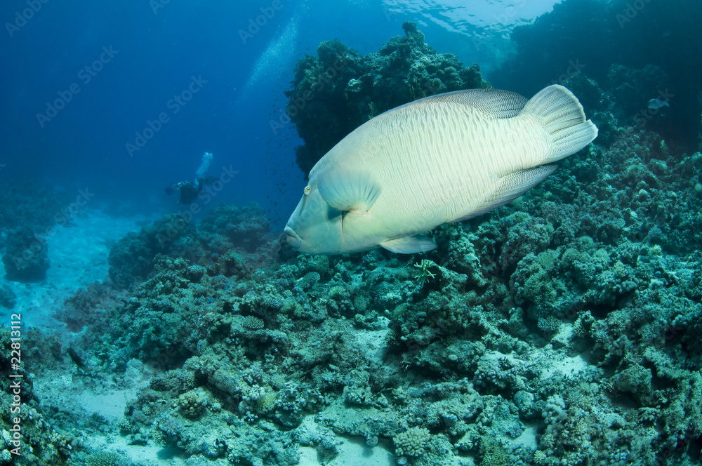 Napoleon Wrasse (Cheilinus undulatus)