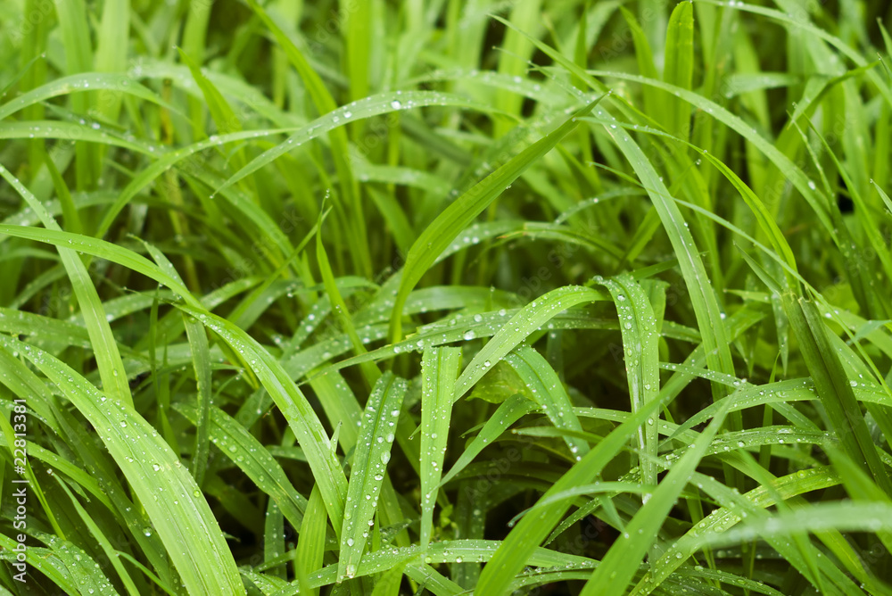 green grass blades with water drops and selective focus green grass blades with water drops and selective focus