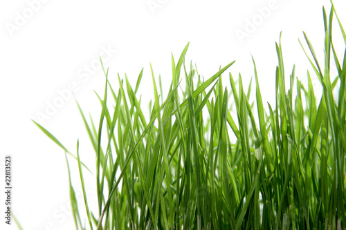 Wheat green sprouts isolated on white