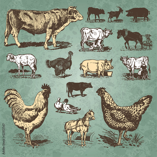farm animals vintage set (vector)