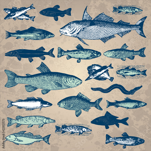 vintage fish set (vector)