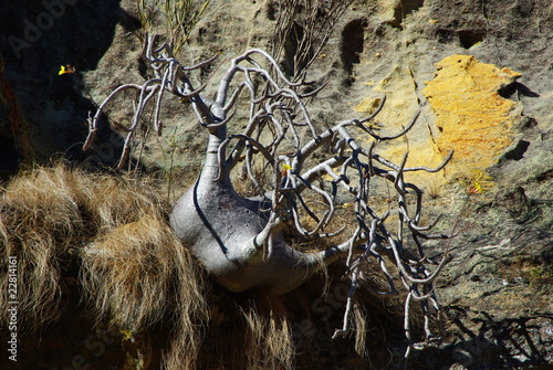 Pachypodium 2