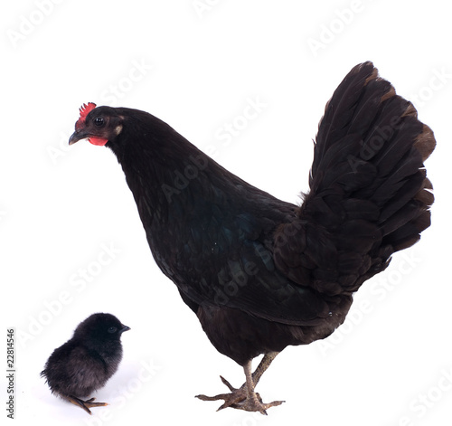 poule et poussin noir