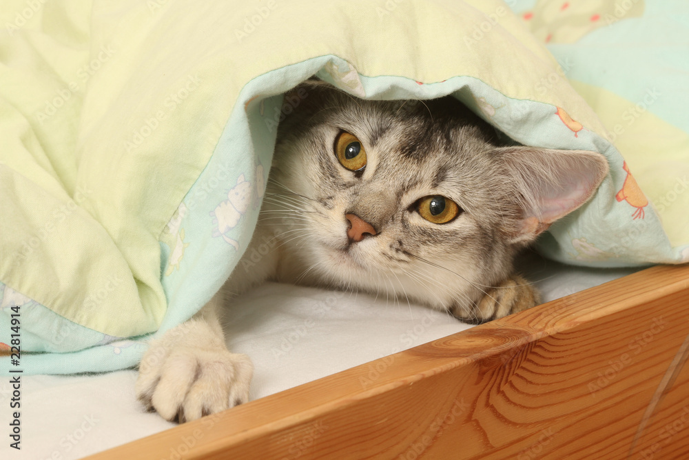 chat caché sous la couette Photos | Adobe Stock