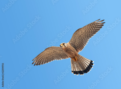 Foto Kestrel (Falco tinnunculus)