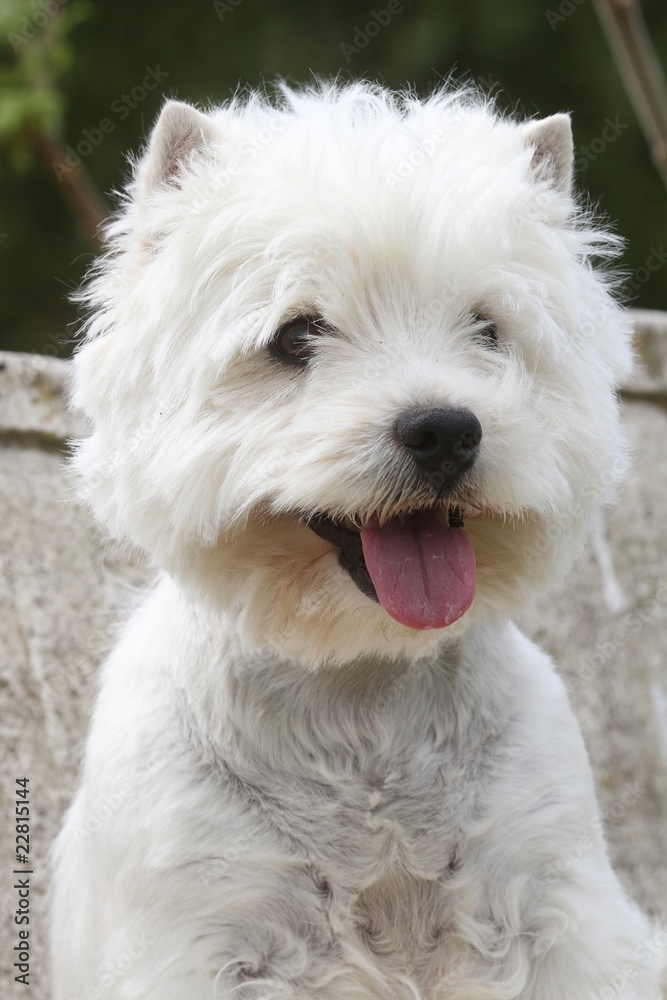 portrait d'un westie très gaie