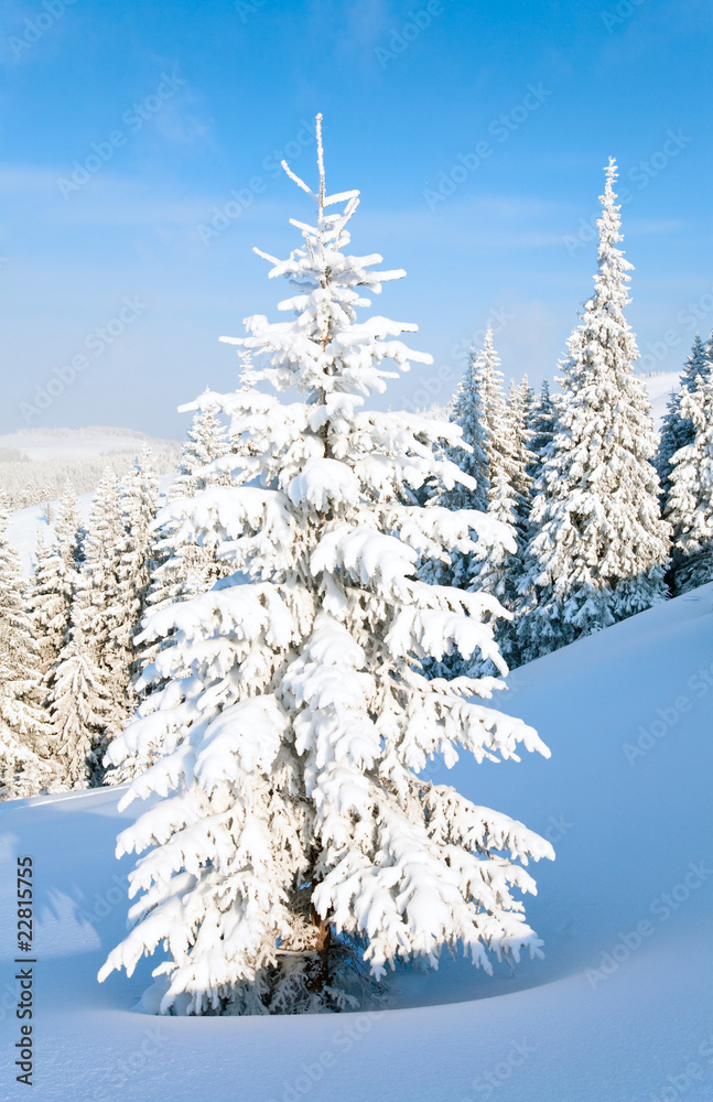 Fototapeta premium winter mountain landscape