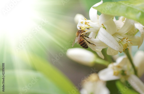 Bee bee->Pollination photo