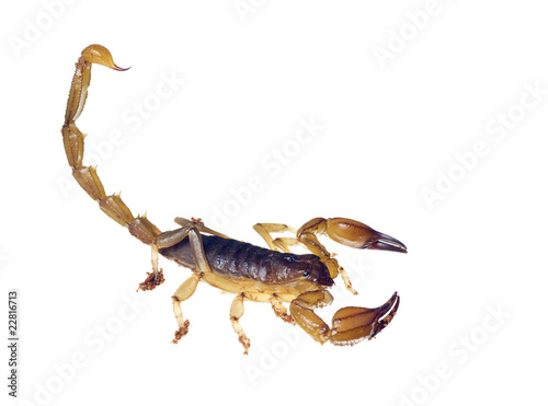 Scorpion with tail curved up ready to sting