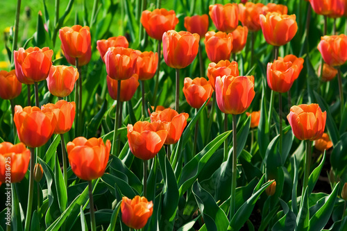 Orange tulips